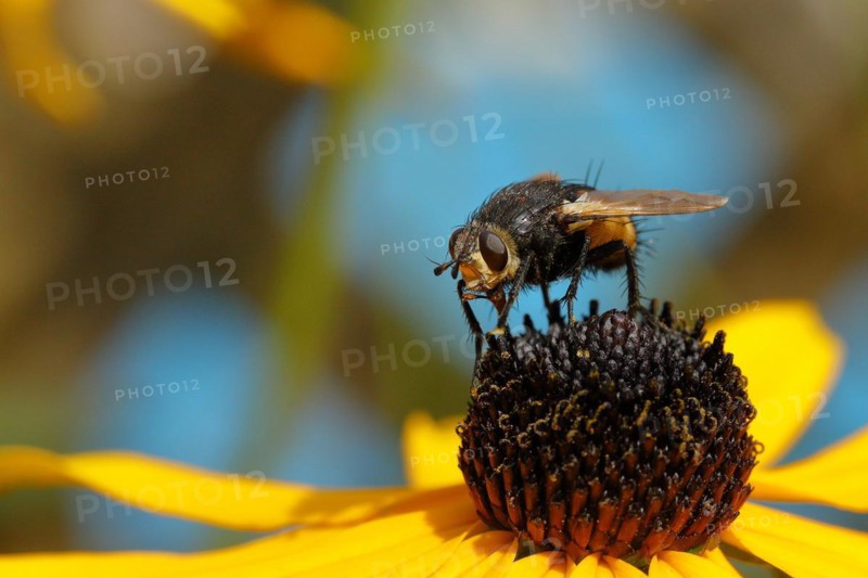 Hedgehog fly