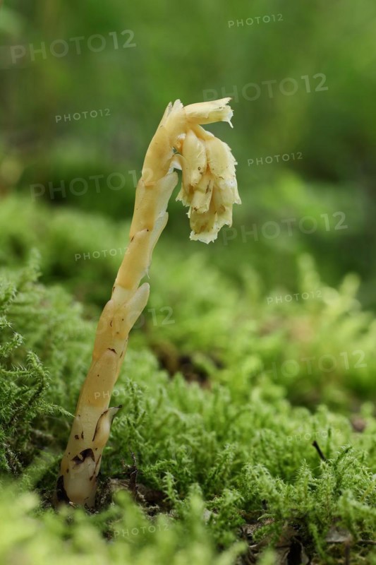 Dutchman's pipe