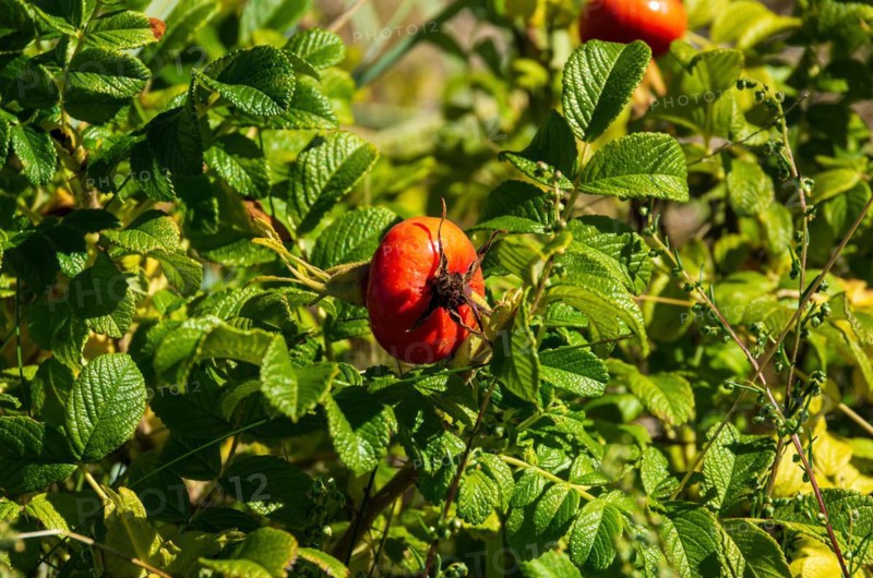 Ripe rosehips of the rugosa rose