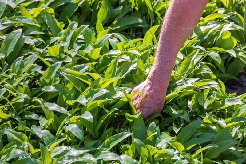 Man picking leaves of wild garlic