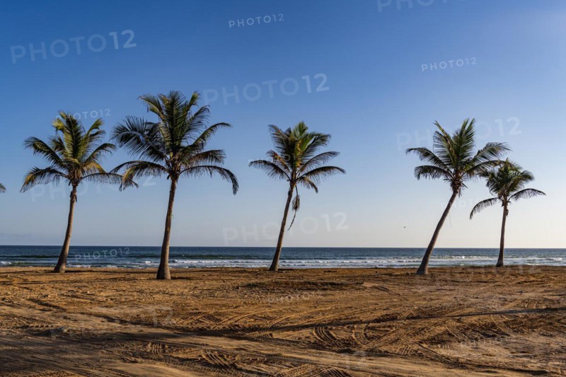 Palm trees in backlight on Mughsail beach
