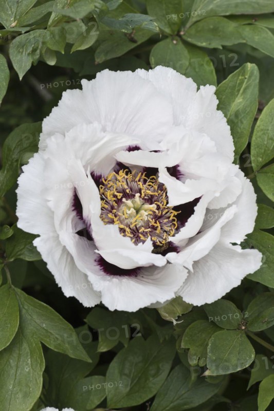 Bush peony