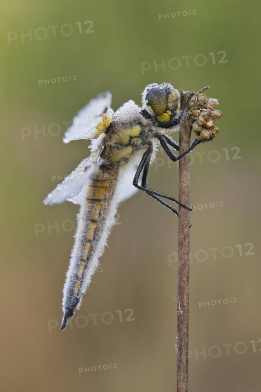 Four-spotted chaser