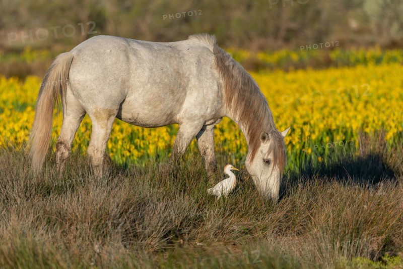 Camargue horse and cattle