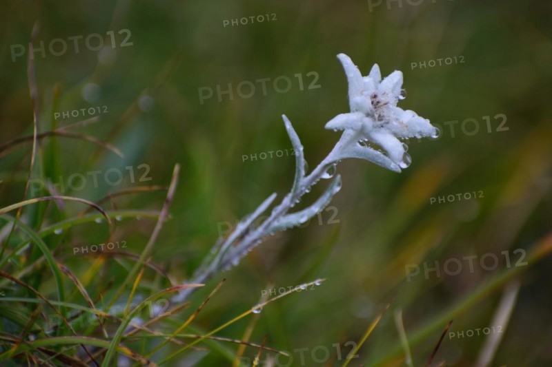 Alpine edelweiss