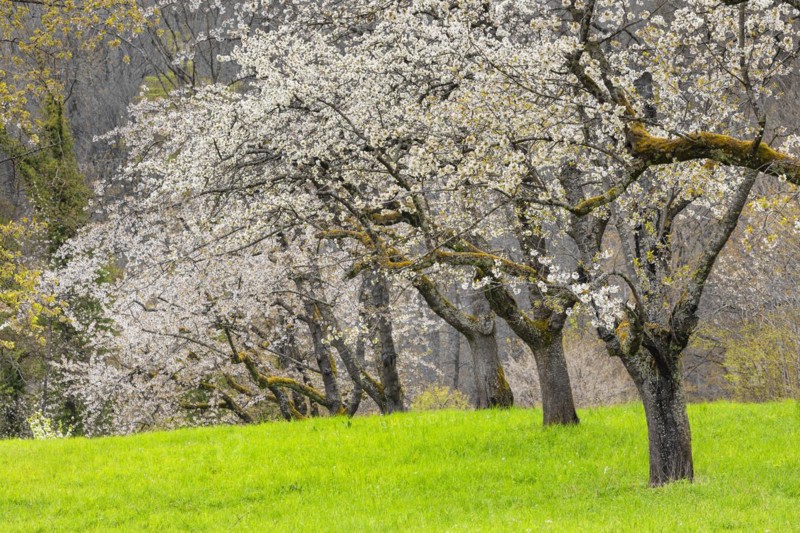 Fruit tree blossom