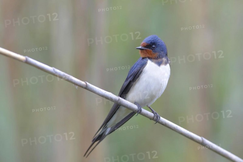Barn swallow