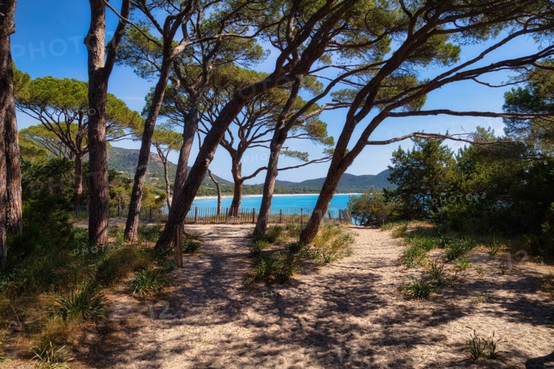 Beach and pine trees