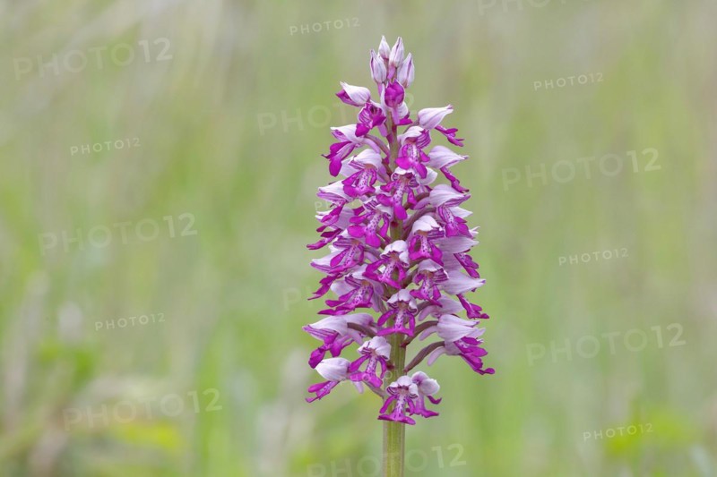 Flower of the helmet orchid