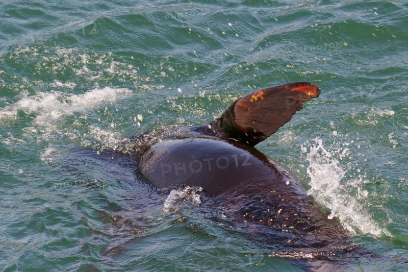 Sea lion spinning playfully in the water