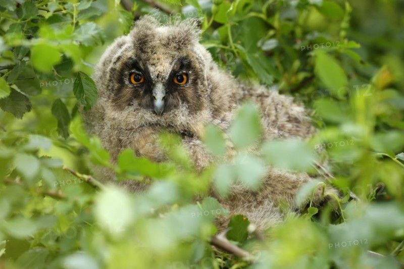 Long-eared owl