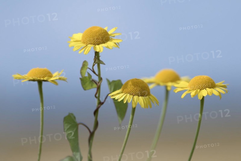 Golden marguerite