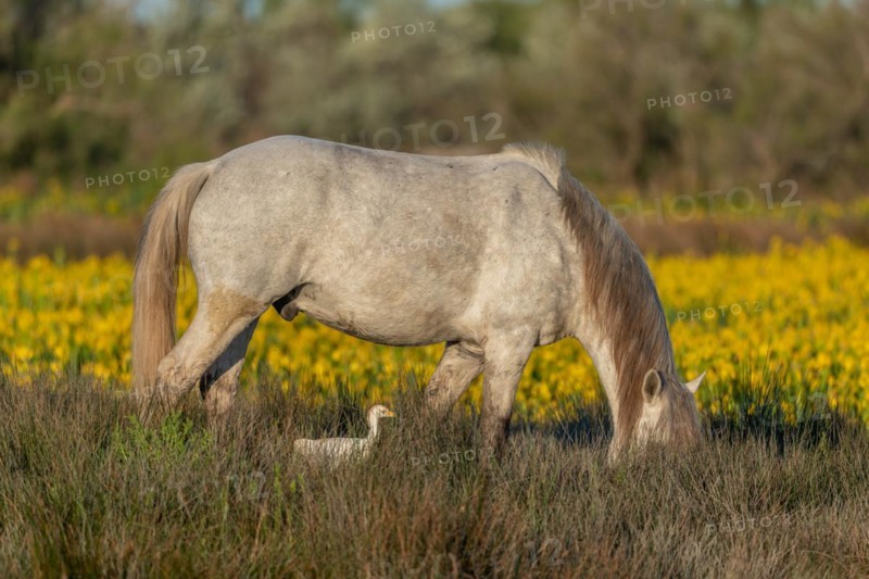 Camargue horse and cattle