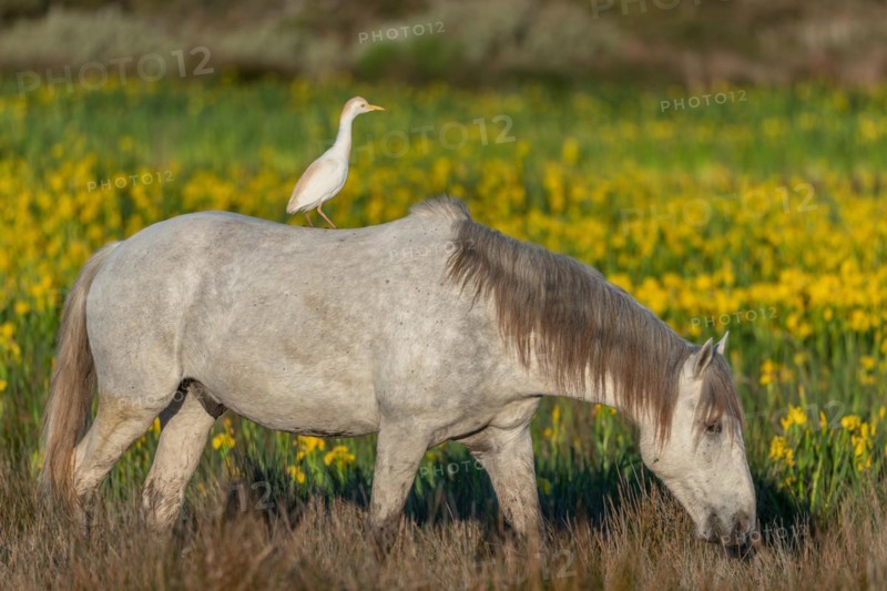 Camargue horse and cattle