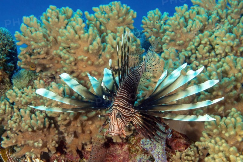 Common lionfish