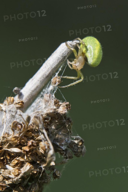 Pumpkin spider