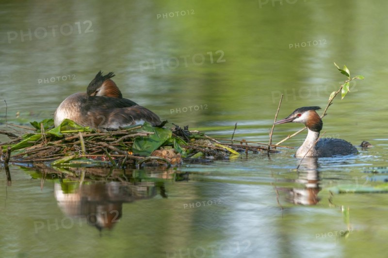Great Crested Grebe