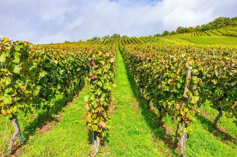 Vineyard in autumn