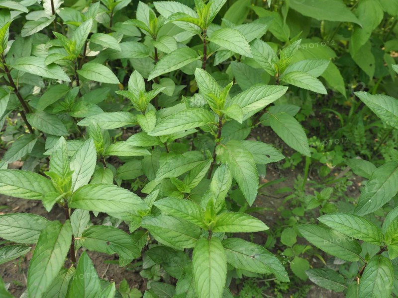 Peppermint