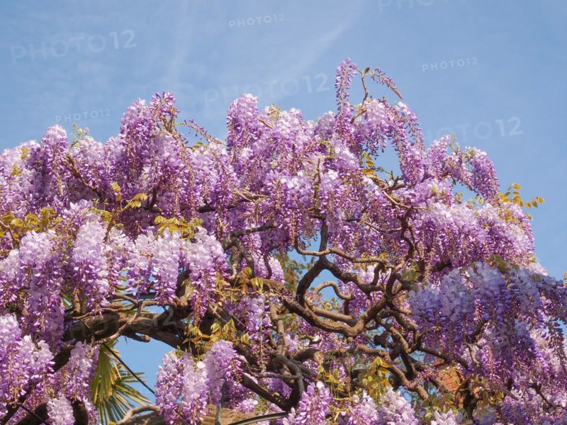 Pink Wisteria flowers