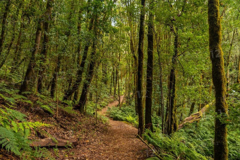 Path between moss covered trees in the evergreen cloud forest of Garajonay National Park