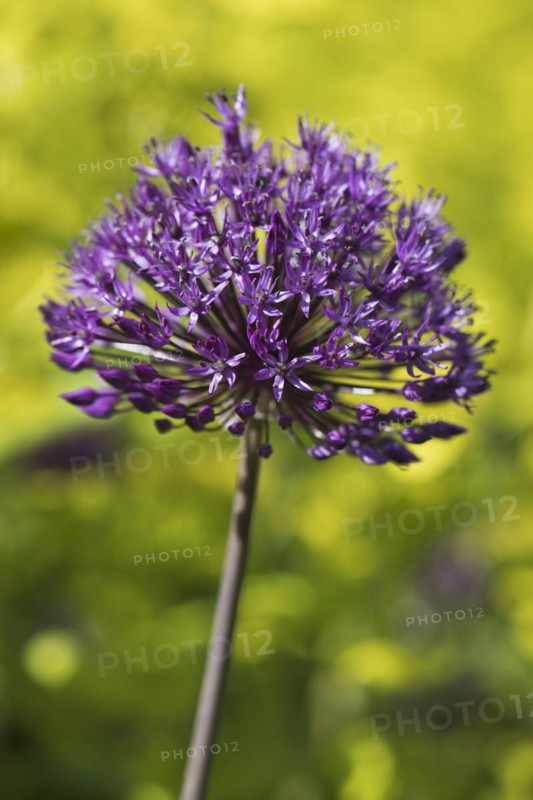 Ornamental leek