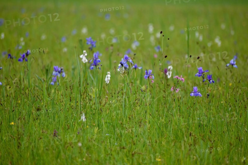 Meadow with Siberian iris