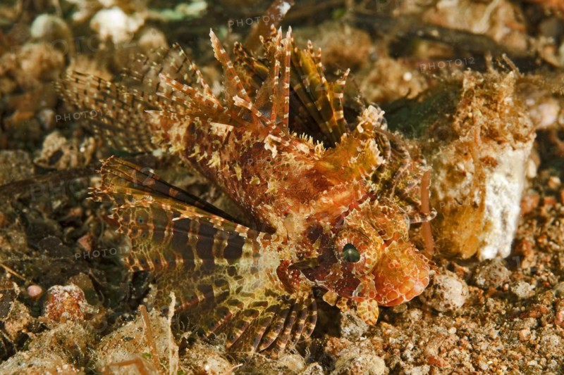 Small specimen of hawaiian lionfish