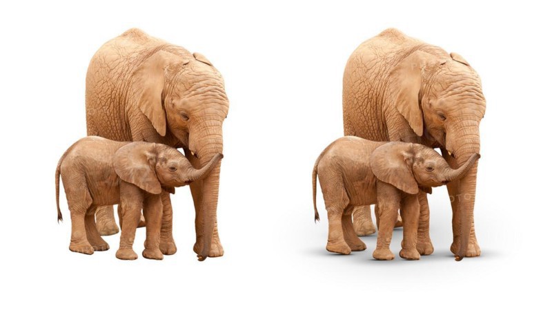 Baby and mother elephant isolated on white with and without A shadow