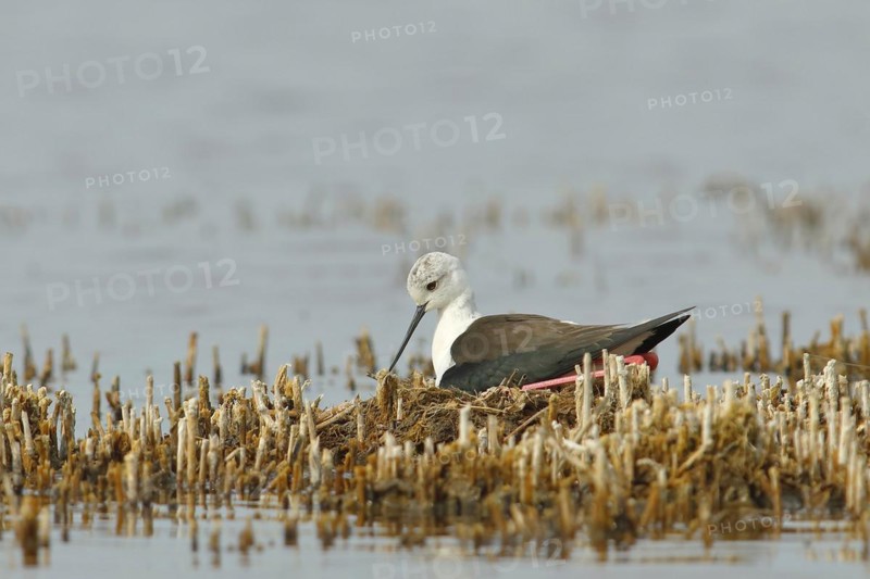 Black-winged Stilt