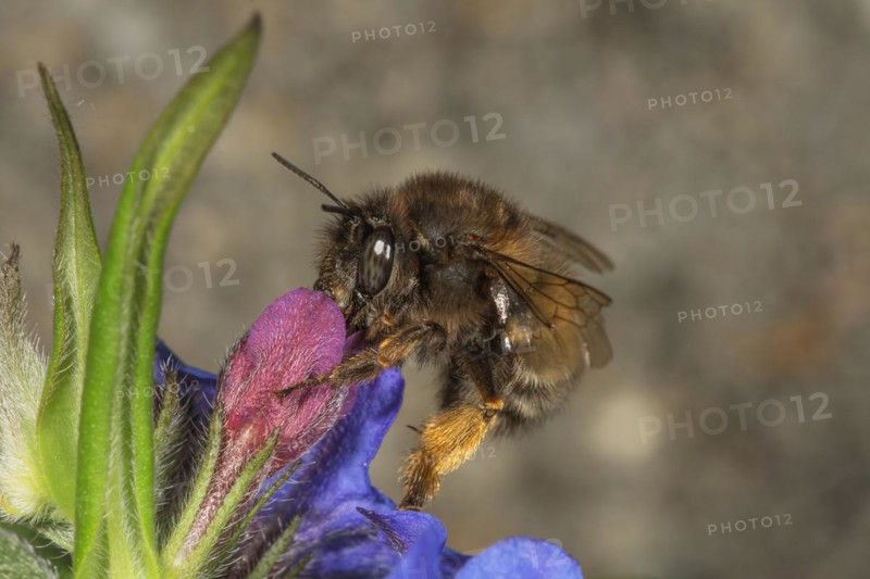 Hairy-footed flower bee