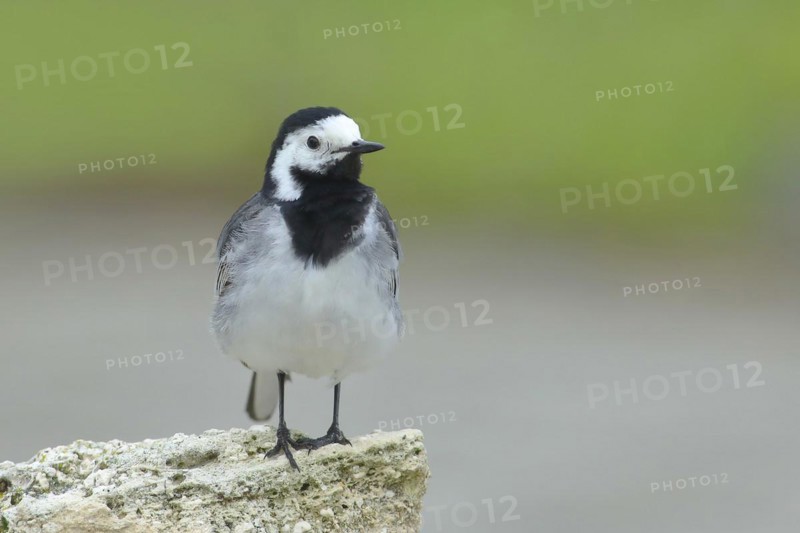 White wagtail