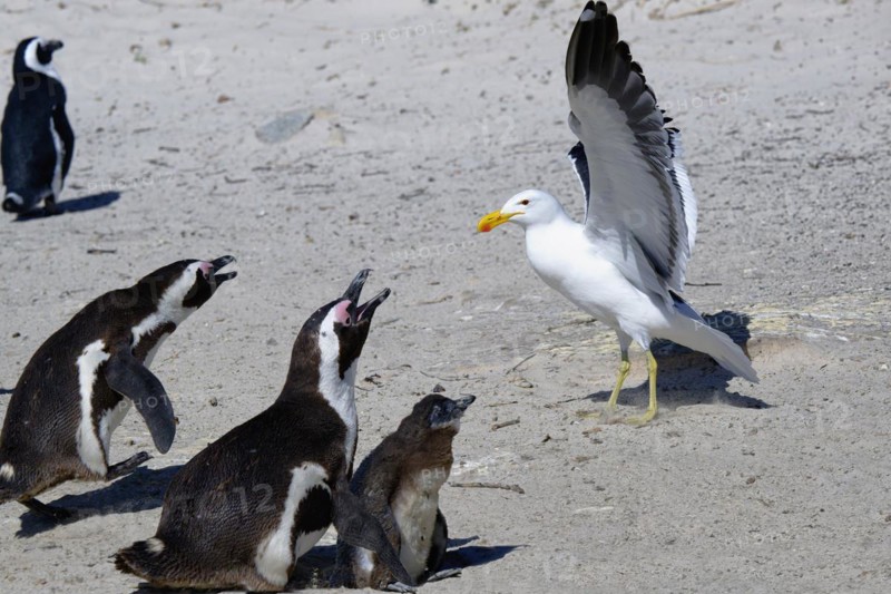 African Penguins