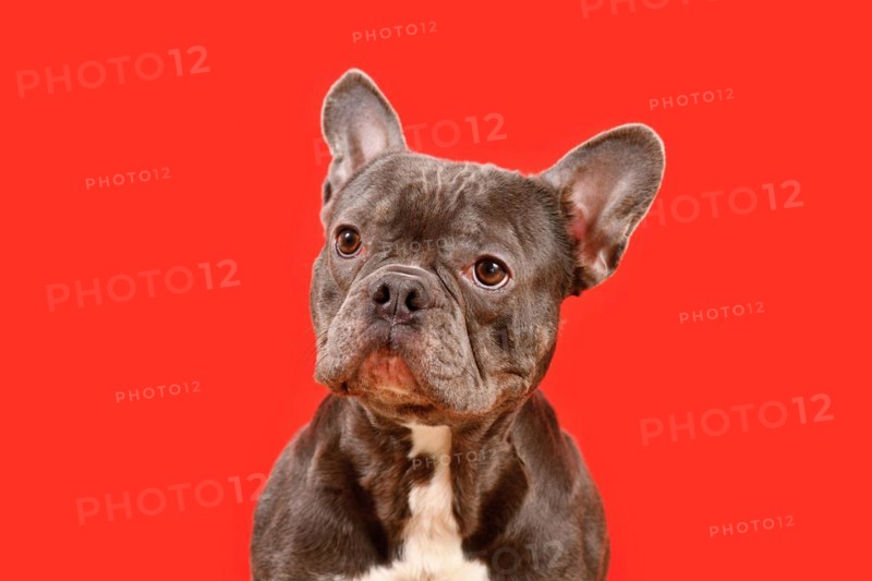 Healthy brachycephalic black French Bulldog dog with long nose and wide nostrils on red background