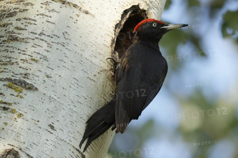 Black woodpecker
