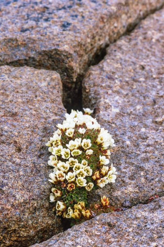 Flowering Pincushion plant