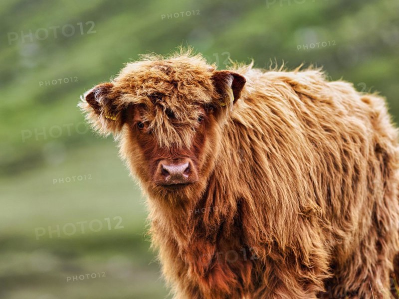 Scottish Highland Cattle