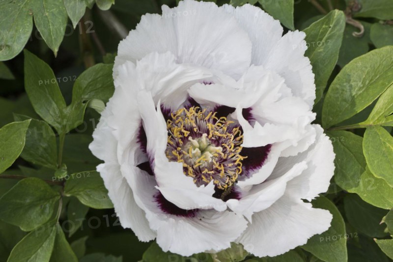 Bush peony