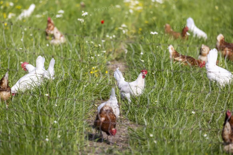 Free-range chickens in a meadow
