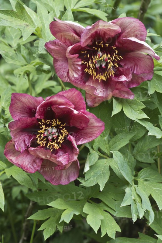 Bush peony