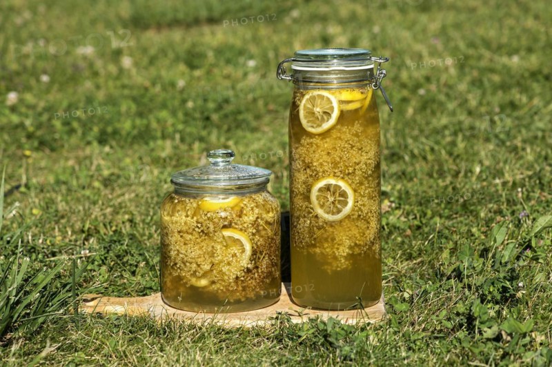 Jars with elderberry blossoms in sugar syrup for the production of elderberry blossom syrup