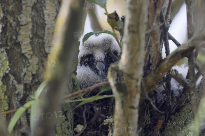Long-eared owl