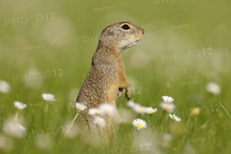 Gopher