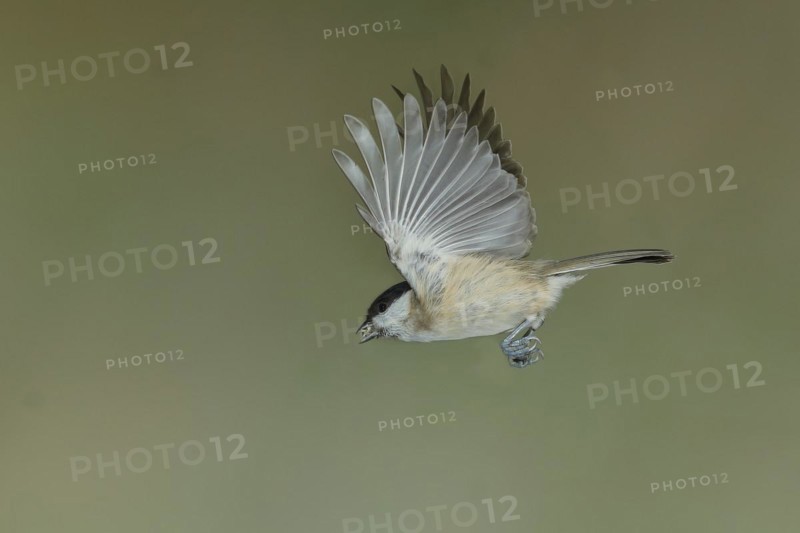 Willow Tit