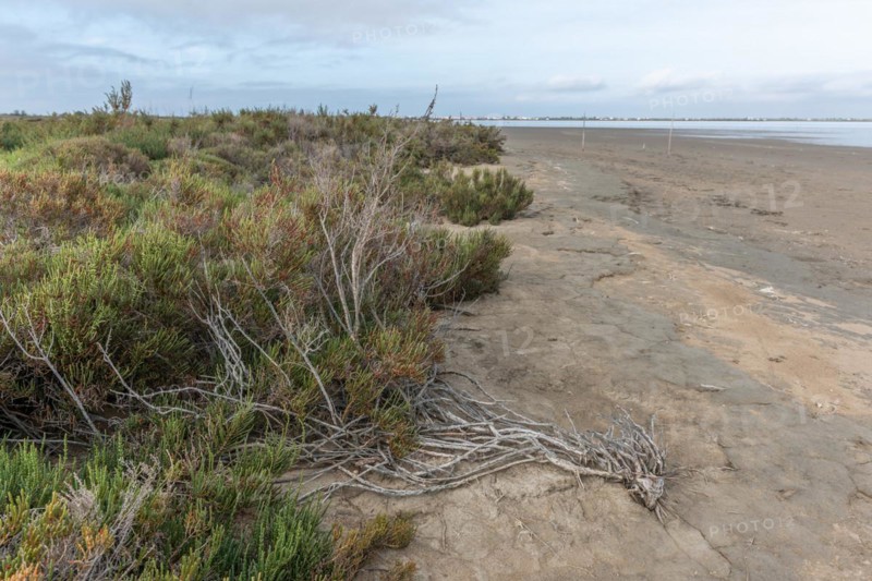 Typical landscape in a lagoon of the Rhone delta in the Camargue. Saintes Maries de la Mer