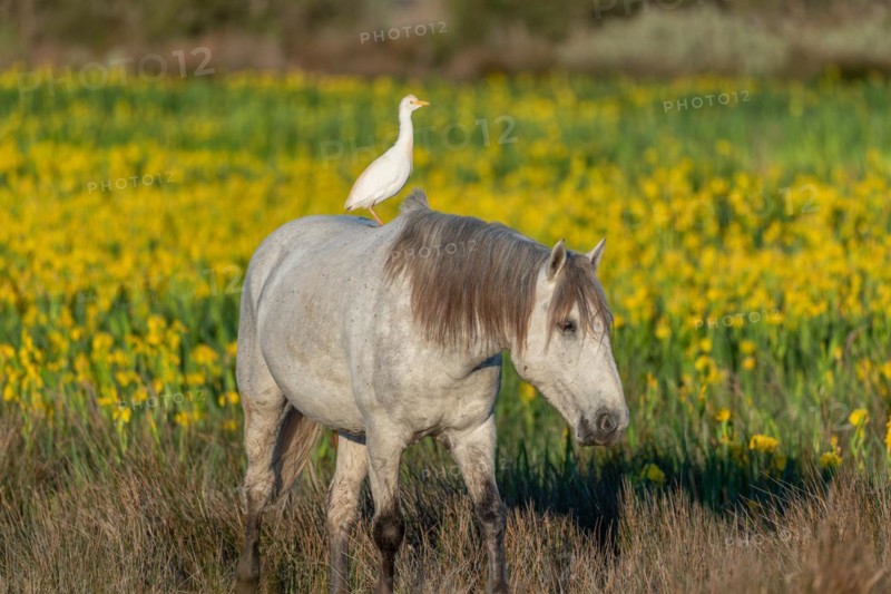Camargue horse and cattle