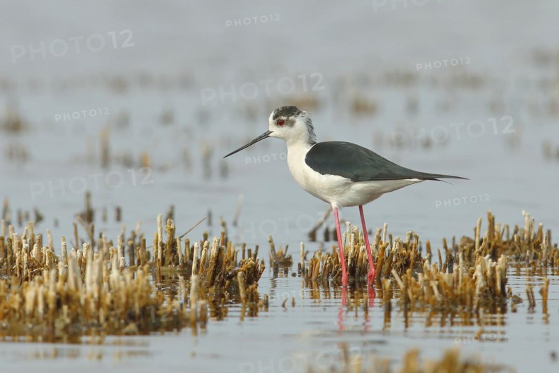 Black-winged Stilt