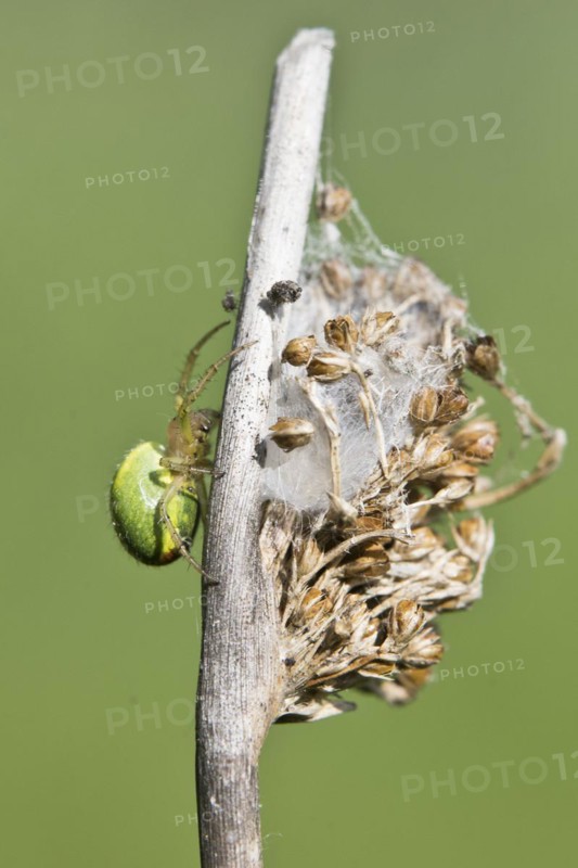 Pumpkin spider