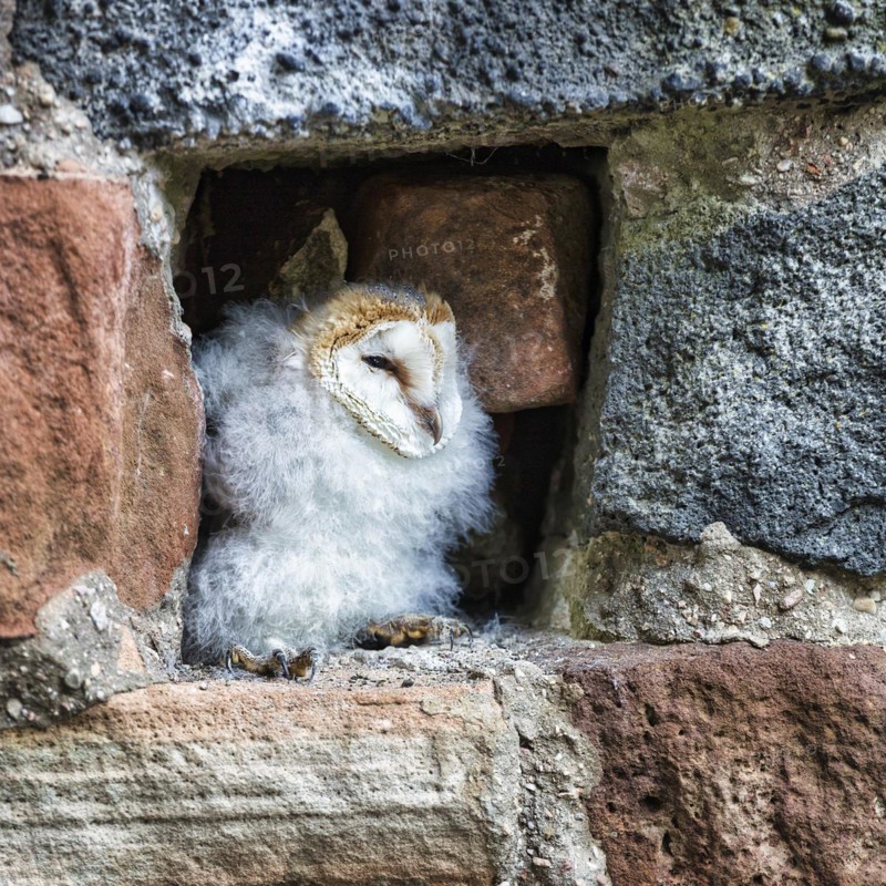 Common barn owl