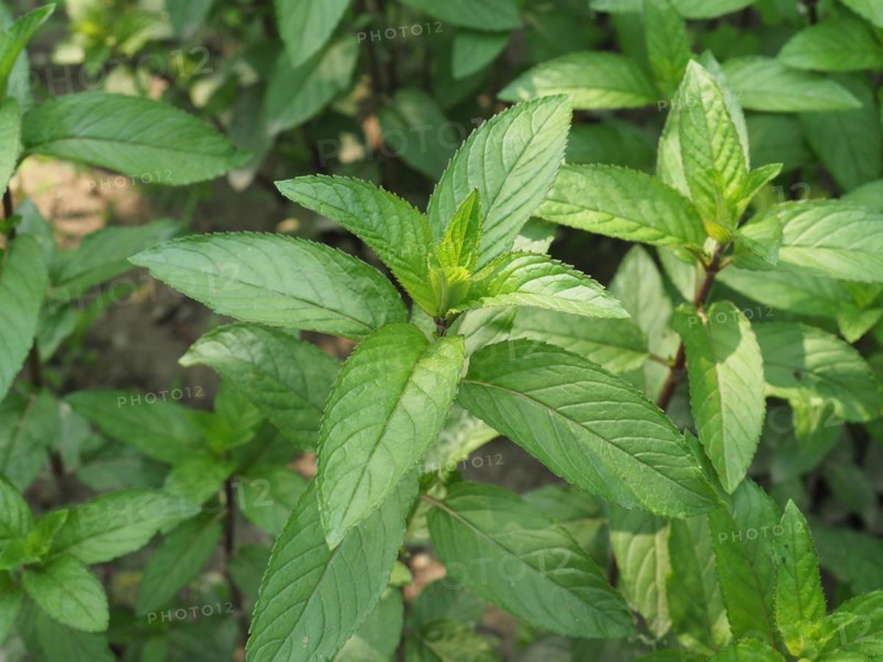 Peppermint